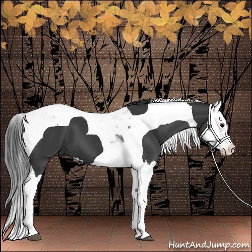 Horse Color:Black Splash Tobiano 