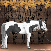 Horse Color:Black Splash Tobiano