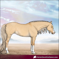 Horse Color:Palomino Dun