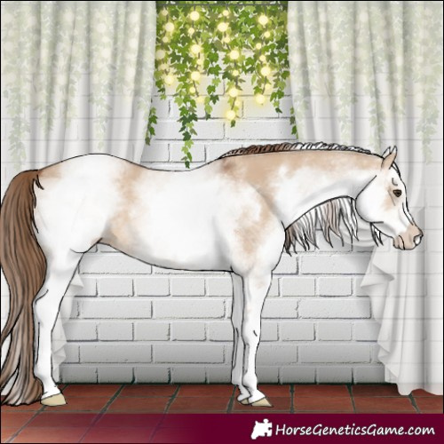 Horse Color:White Spotted Red Dun 
