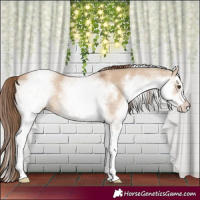 Horse Color:White Spotted Red Dun 