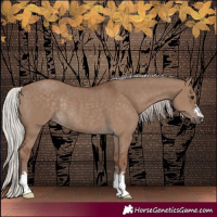 Horse Color:Silver Grullo Rabicano 