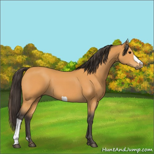 Horse Color:Buckskin 