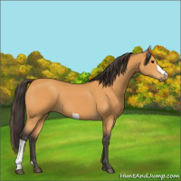 Horse Color:Buckskin 