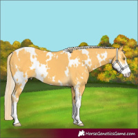 Horse Color:White Spotted Palomino Sabino 