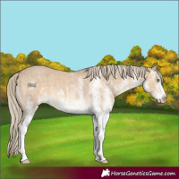 Horse Color:White Spotted Chocolate Palomino Dun 