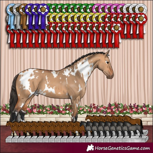 Horse Color:White Spotted Bay Dun 