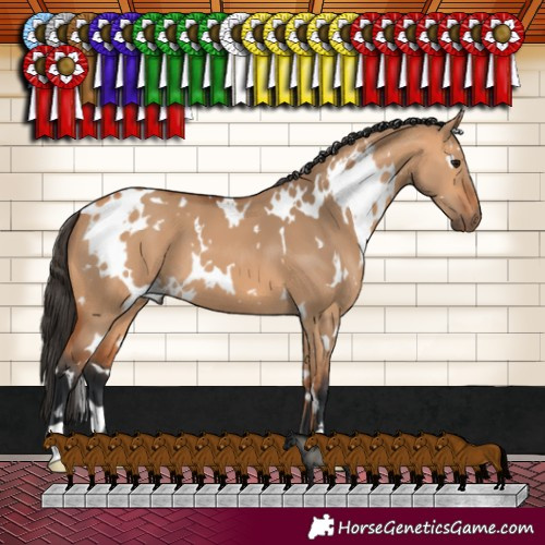 Horse Color:White Spotted Bay Dun 