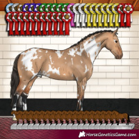 Horse Color:White Spotted Bay Dun 