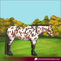 Horse Color:Bay Near Leopard