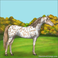 Horse Color:Chestnut Appaloosa