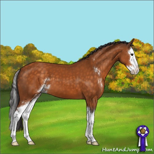 Horse Color:Buckskin Sabino Splash