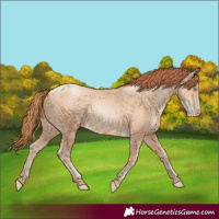 Horse Color:White Spotted Amber Champagne Pearl 