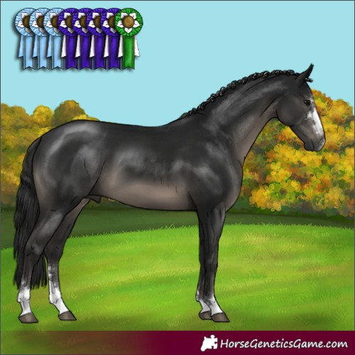 Horse Color:Gray Black 