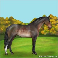Horse Color:Brown Rabicano 