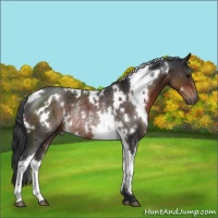 Horse Color:White Spotted Brown Rabicano 