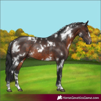 Horse Color:White Spotted Brown Rabicano 