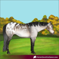 Horse Color:Gray White Spotted Brown Dun Mushroom Appaloosa Rabicano 