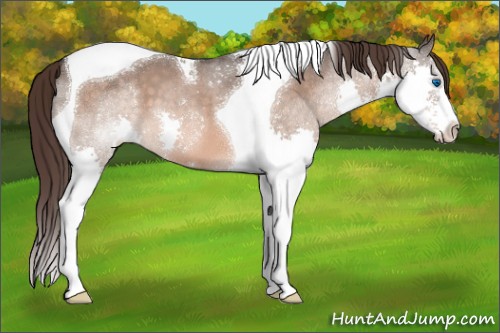 Horse Color:Brown Dun Mushroom Splash Tobiano Appaloosa 