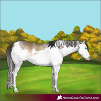 Horse Color:Buckskin Dun Mushroom Splash Tobiano 