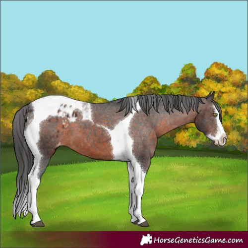 Horse Color:Brown Mushroom Splash Tobiano Appaloosa 