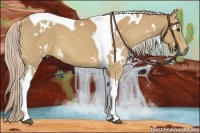 Horse Color:White Spotted Palomino Tobiano 