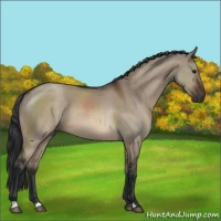 Horse Color:Brown Dun 
