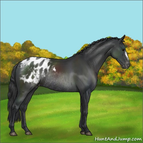 Horse Color:Black Appaloosa Rabicano 