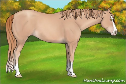 Horse Color:Gold Champagne Splash