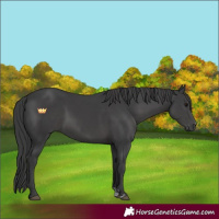 Horse Color:Black Sabino 