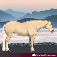 Horse Color:Palomino