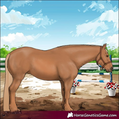 Horse Color:Chestnut 