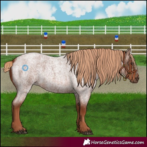 Horse Color:Red Roan