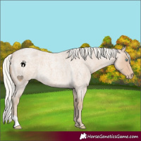 Horse Color:Silver Smoky Creme Roan 