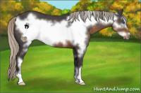 Horse Color:Silver Smoky Blue Roan Frame 