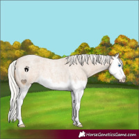 Horse Color:Silver Smoky Creme Roan Splash 