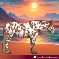 Horse Color:Chestnut Appaloosa