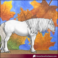 Horse Color:Gold Champagne Appaloosa 