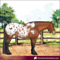 Horse Color:Bay Appaloosa 