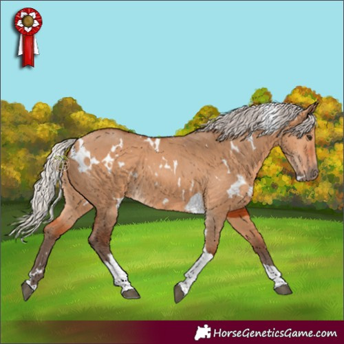 Horse Color:White Spotted Silver Bay Dun Tobiano