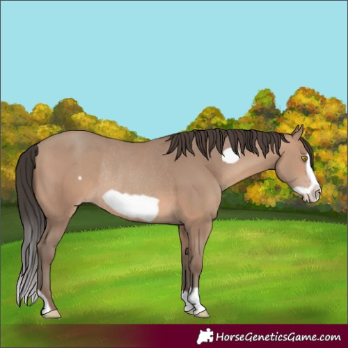 Horse Color:Sable Champagne Frame Rabicano 