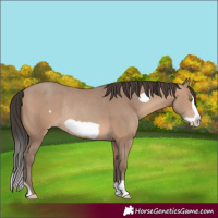 Horse Color:Sable Champagne Frame Rabicano