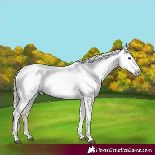 Horse Color:Gray Chestnut Varnish 