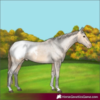 Horse Color:Buckskin Snowcap 