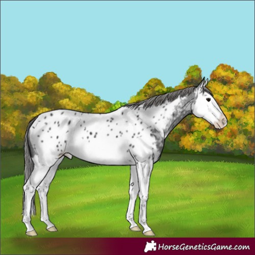 Horse Color:Black Splash Near Leopard
