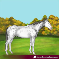 Horse Color:Black Splash Appaloosa 