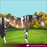 Horse Color:White Spotted Buckskin Sabino 