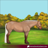 Horse Color:Silver Bay Dun 