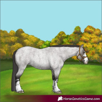 Horse Color:Smoky Grullo Roan 