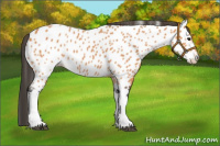 Horse Color:Bay Roan Near Leopard 